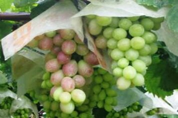 Foto - Diversas - 21/03/2014