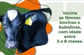 Campanha de Vacinação Contra a Brucelose